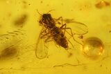 Fossil Flies (Diptera) and a Cockroach (Blattodea) In Baltic Amber #135046-2